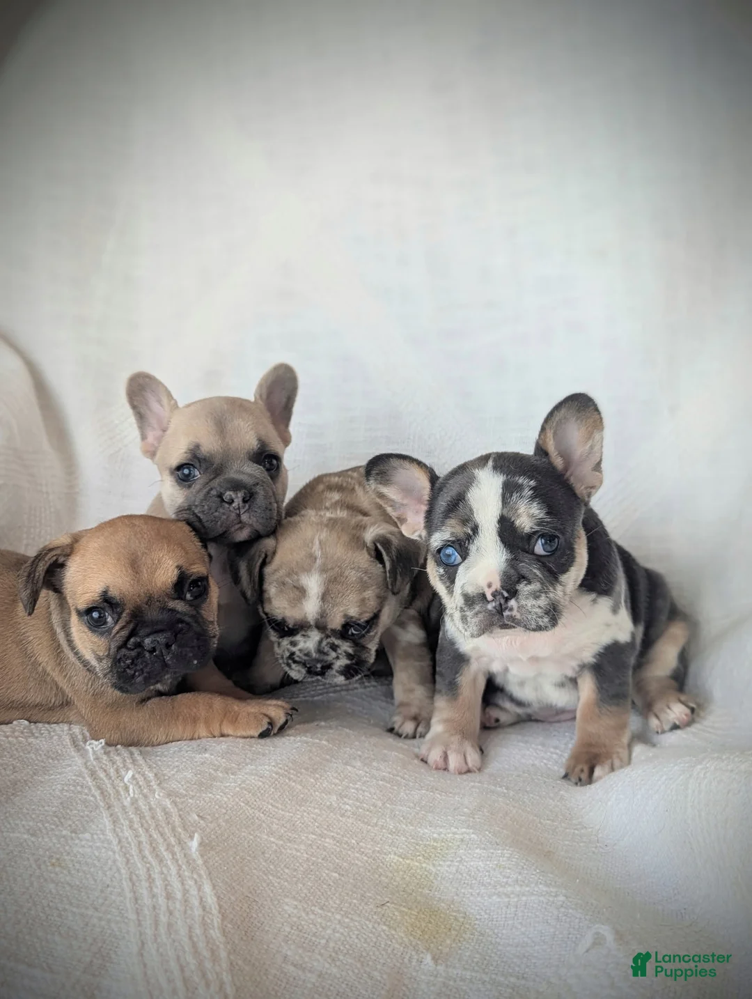 French Bulldog dogs for sale: Luna - Ad 6