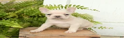 French Bulldog dogs for sale: Jordan - Ad 3