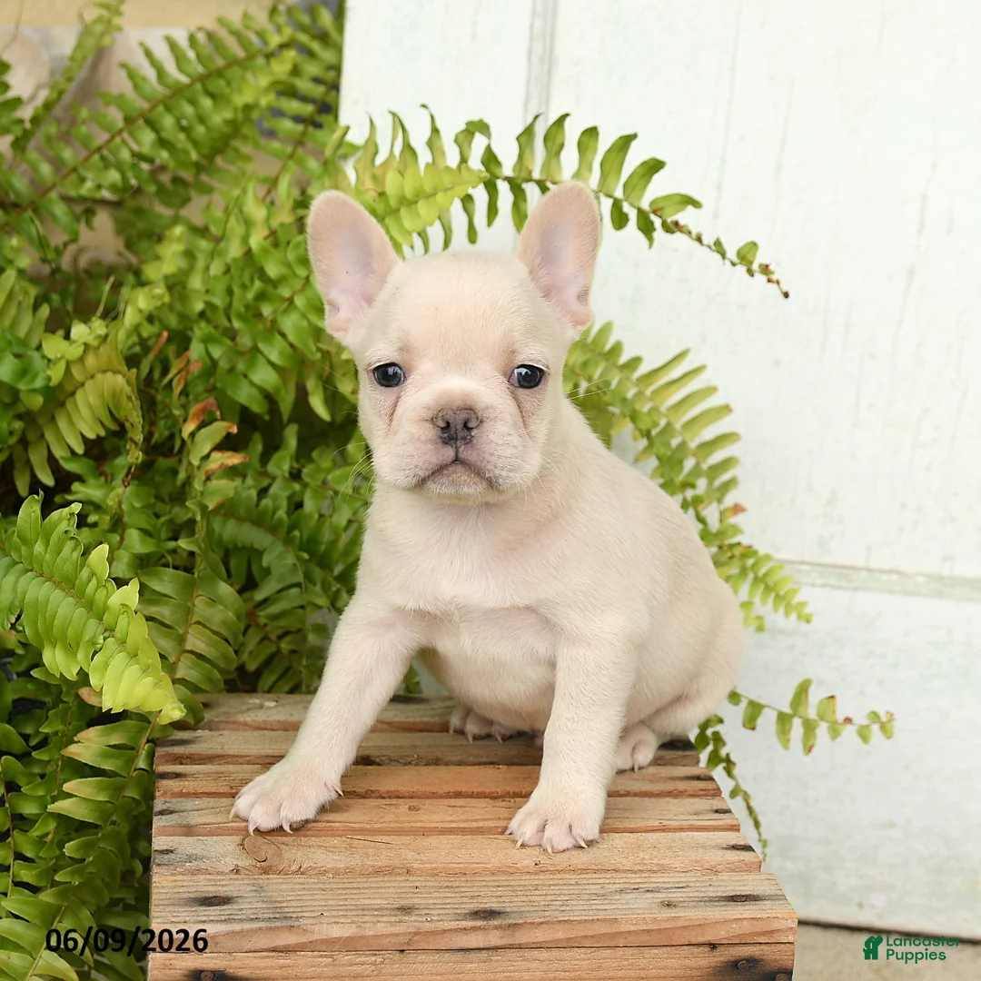 French Bulldog dogs for sale: Jordan - Ad 3
