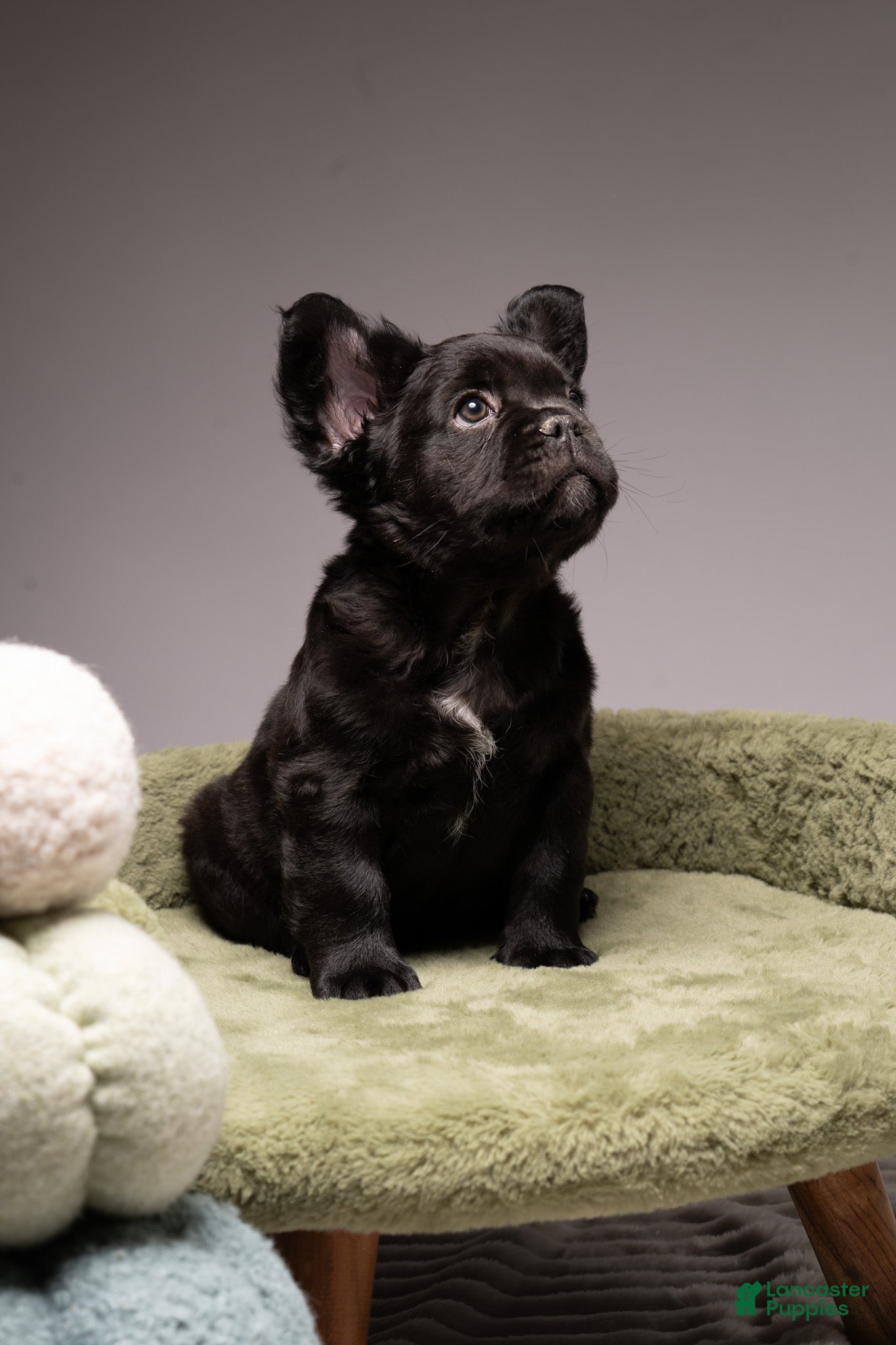 French Bulldog dogs for sale: FERDINAND  - Ad 3