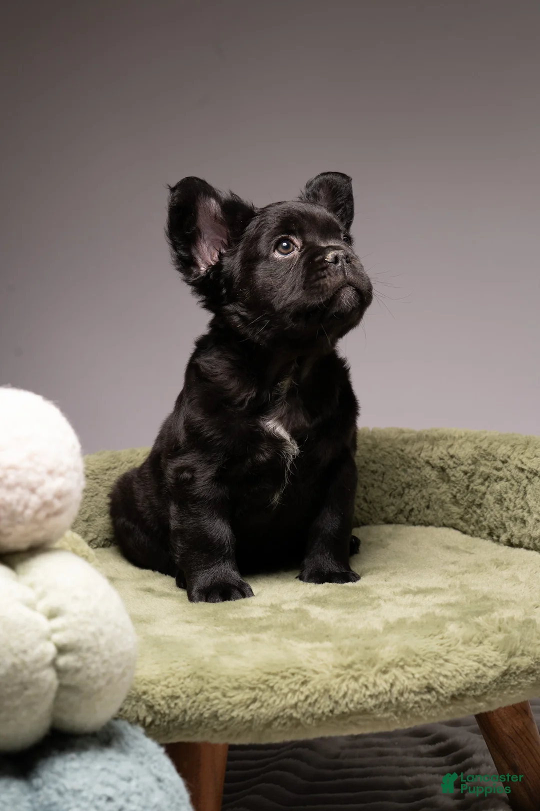 French Bulldog dogs for sale: FERDINAND  - Ad 1