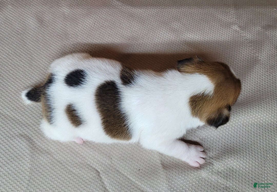Jack Russell Terrier dogs for sale: "FIRE" of Westfork  - Ad 11