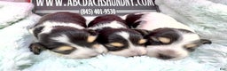 Miniature Dachshund dogs for sale: S.African/Russian Pie cream points - Ad 6