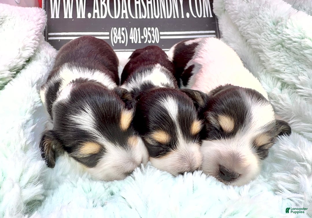 Miniature Dachshund dogs for sale: S.African/Russian Pie cream points - Ad 6