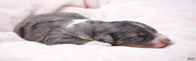 Jaxie 