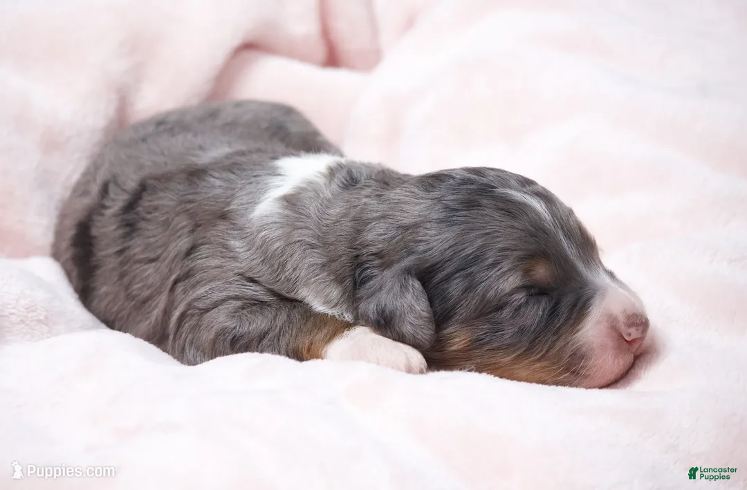 Mini Bernedoodle dogs for sale: Jaxie  - Ad 1