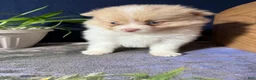 Pomeranian dogs for sale: Andy - Ad 23