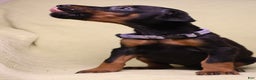 Doberman Pinscher dogs for sale: Bella - Ad 4