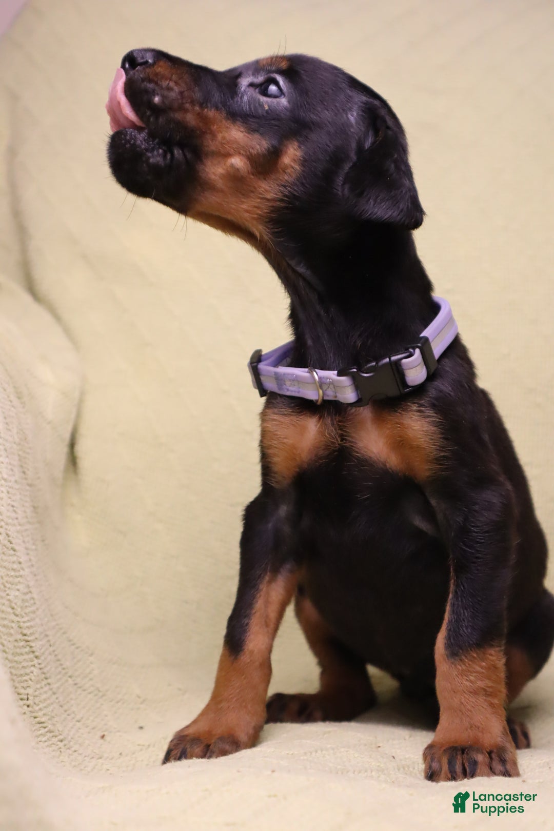 Doberman Pinscher dogs for sale: Bella - Ad 4