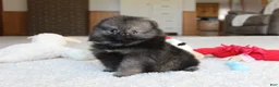 Pomeranian dogs for sale: Tiny Timmy - Ad 9