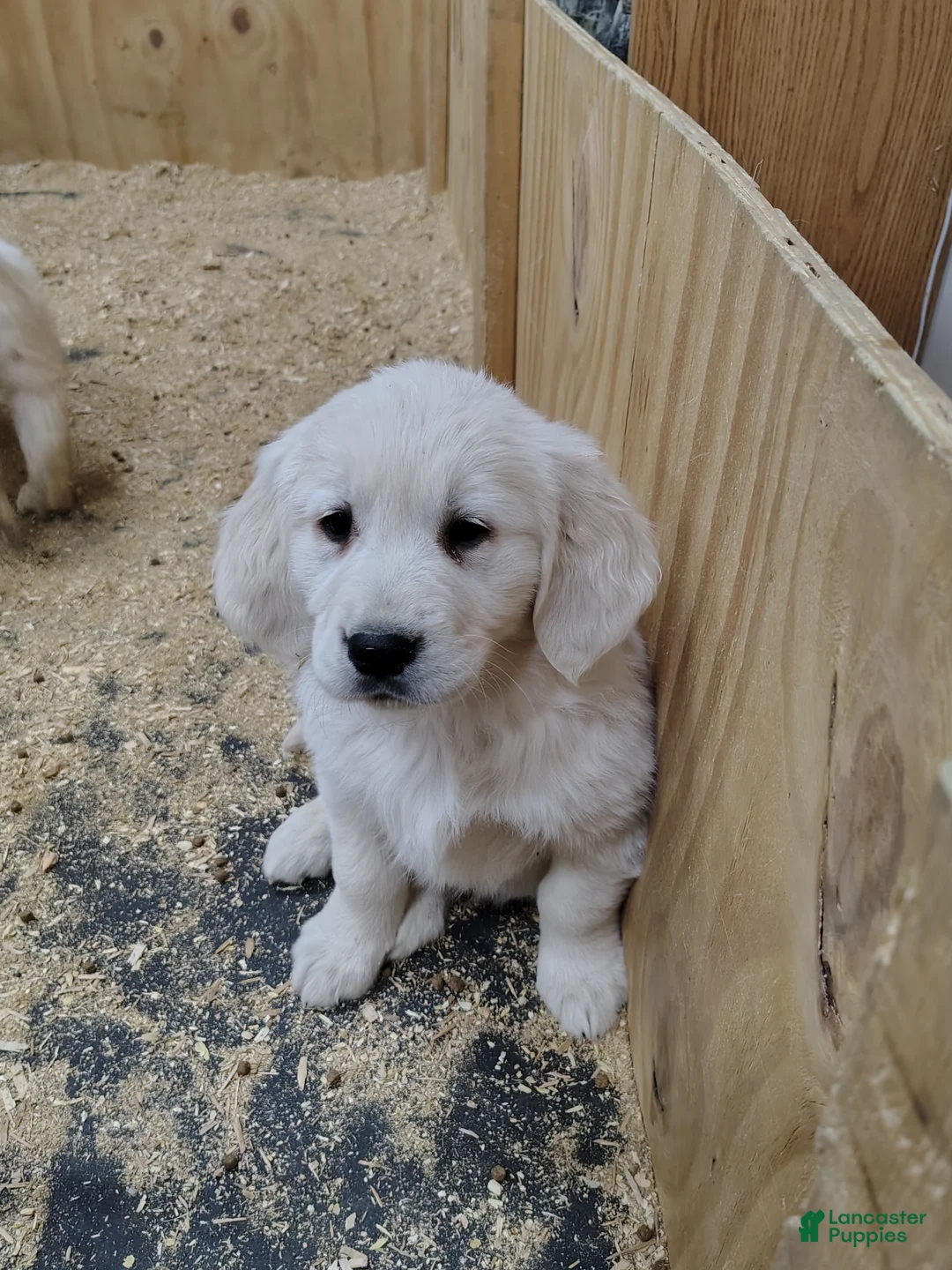 Golden Retriever dogs for sale: Golden Retriever Puppy 1 - Ad 1