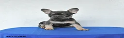French Bulldog dogs for sale: Bandit - Ad 1