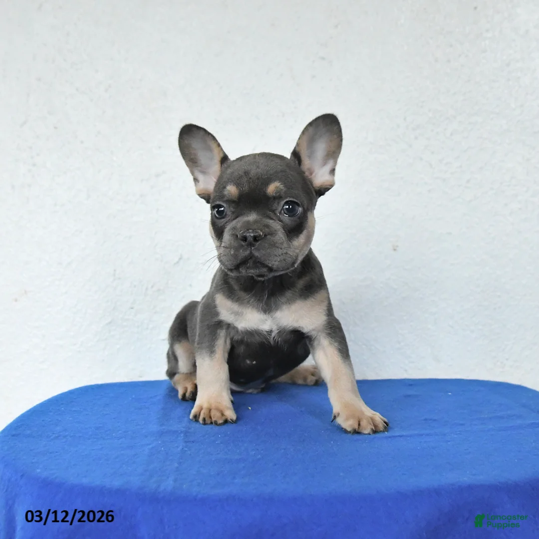 French Bulldog dogs for sale: Bandit - Ad 1