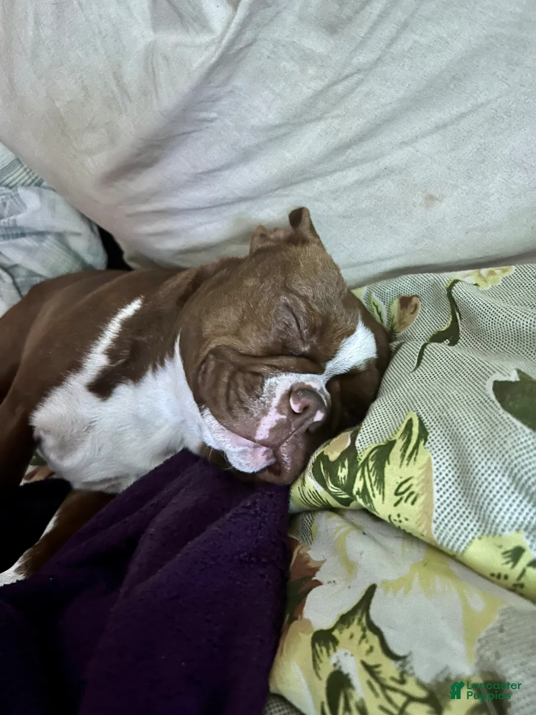 Mixed Breed dogs for sale: Batman - Ad 5