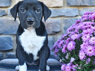 German Shorthaired Pointer dogs - Ad 31