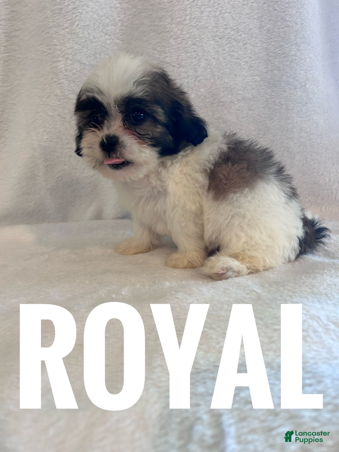 Teddy Bear dogs for sale: Royal  - Ad 7