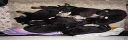 Mixed Breed dogs for sale: Mixed Breed 3 - Ad 6
