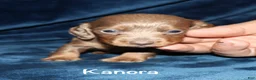 Miniature Dachshund dogs for sale: Kanora - Ad 2