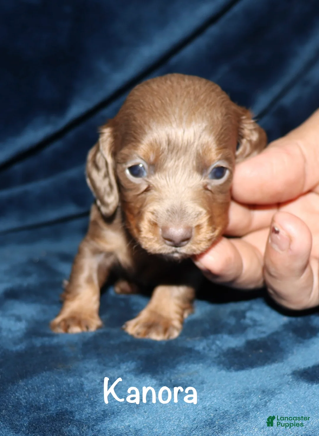 Miniature Dachshund dogs for sale: Kanora - Ad 2