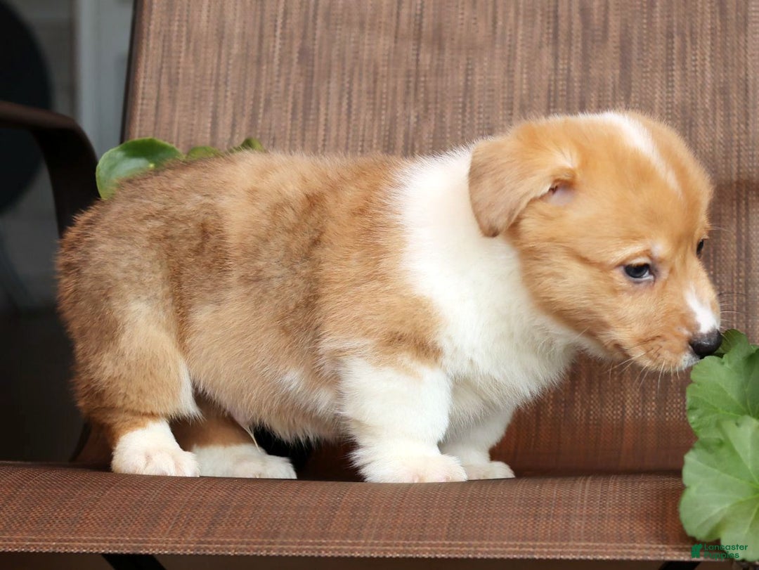 Welsh Corgi Pembroke dogs for sale: Conner - Ad 8