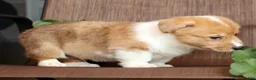 Welsh Corgi Pembroke dogs for sale: Conner - Ad 8