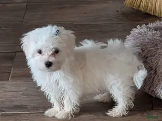 Maltese dogs Yuki - Ad 13