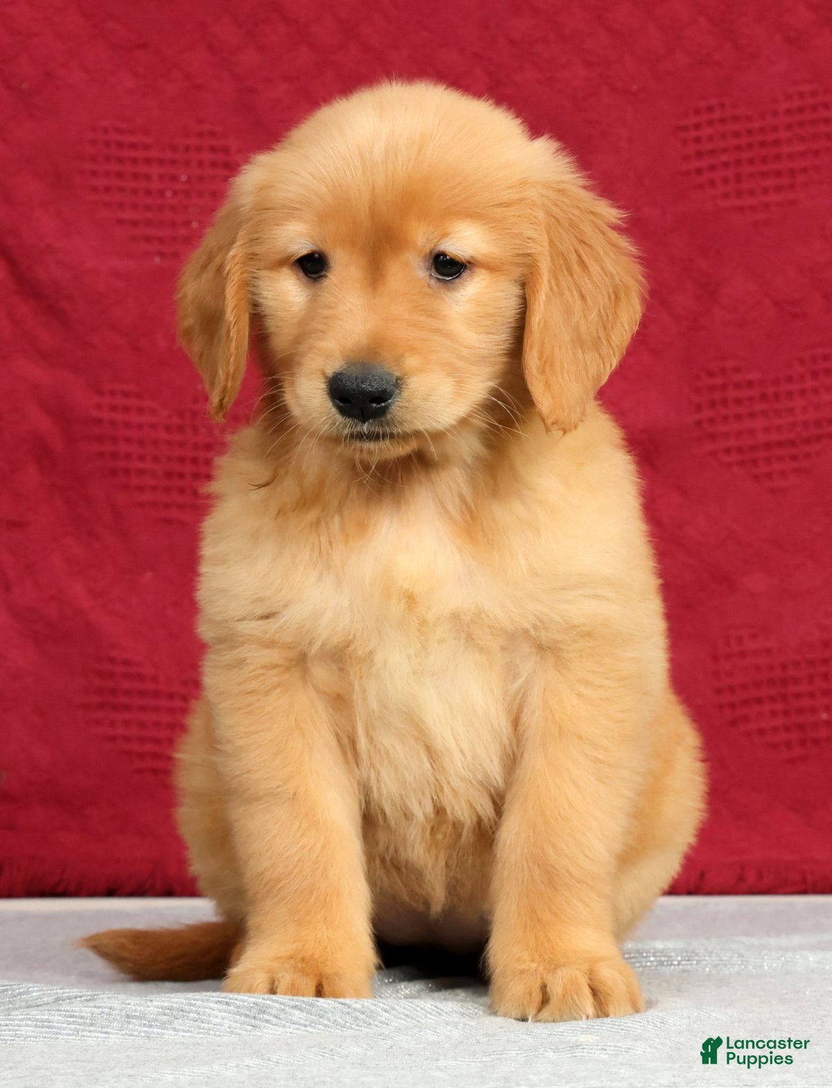 Golden Retriever dogs Saphire - Ad 2