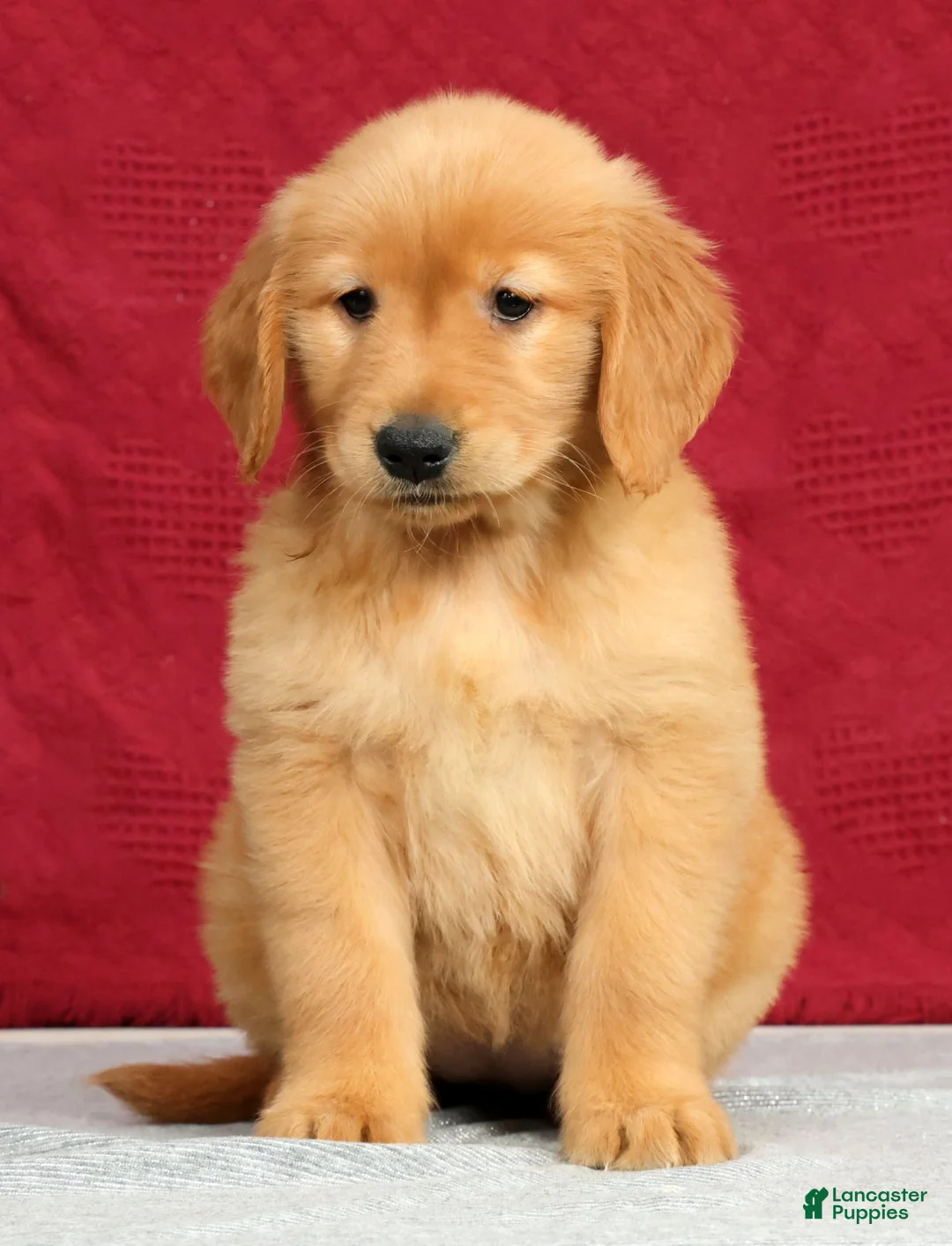 Golden Retriever dogs for sale: Saphire - Ad 2
