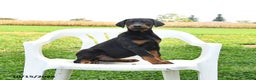 Doberman Pinscher dogs for sale: Remi  - Ad 2