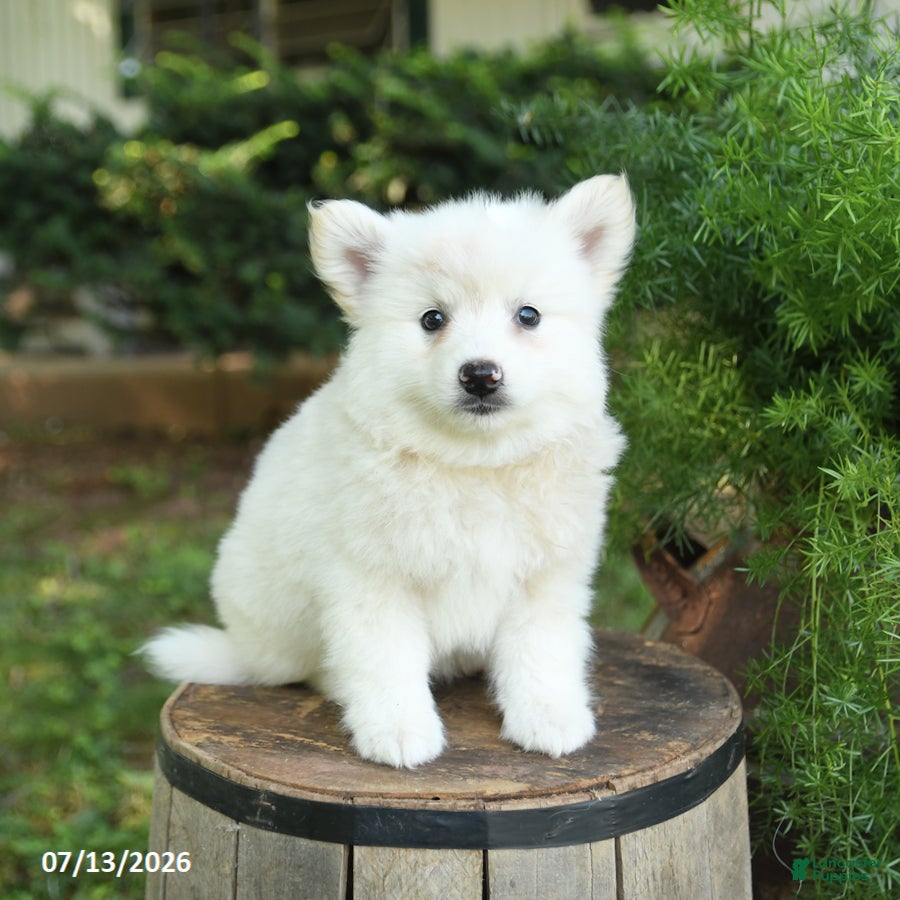 American Eskimo dogs Frisky - Ad 1
