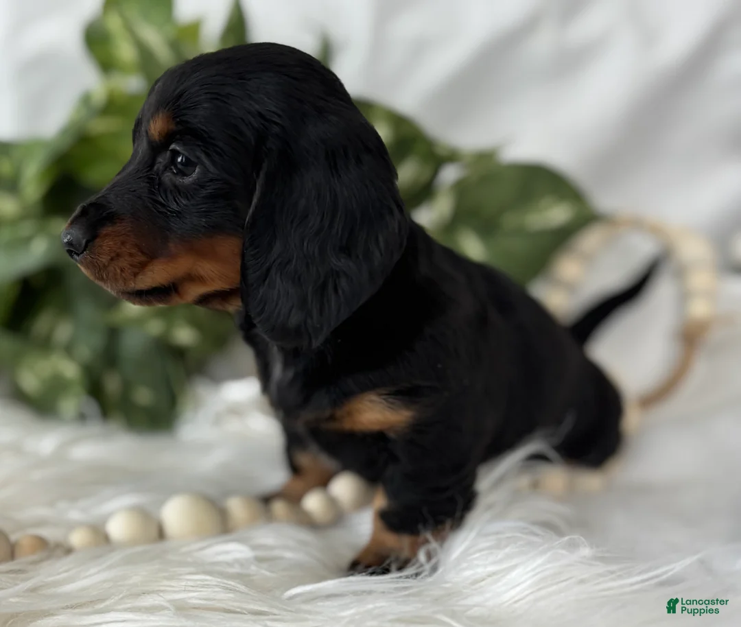 Miniature Dachshund dogs for sale: Sugar Gal Miniature Dachshund  - Ad 6