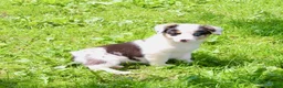 Mixed Breed dogs for sale: Gigi - Ad 7