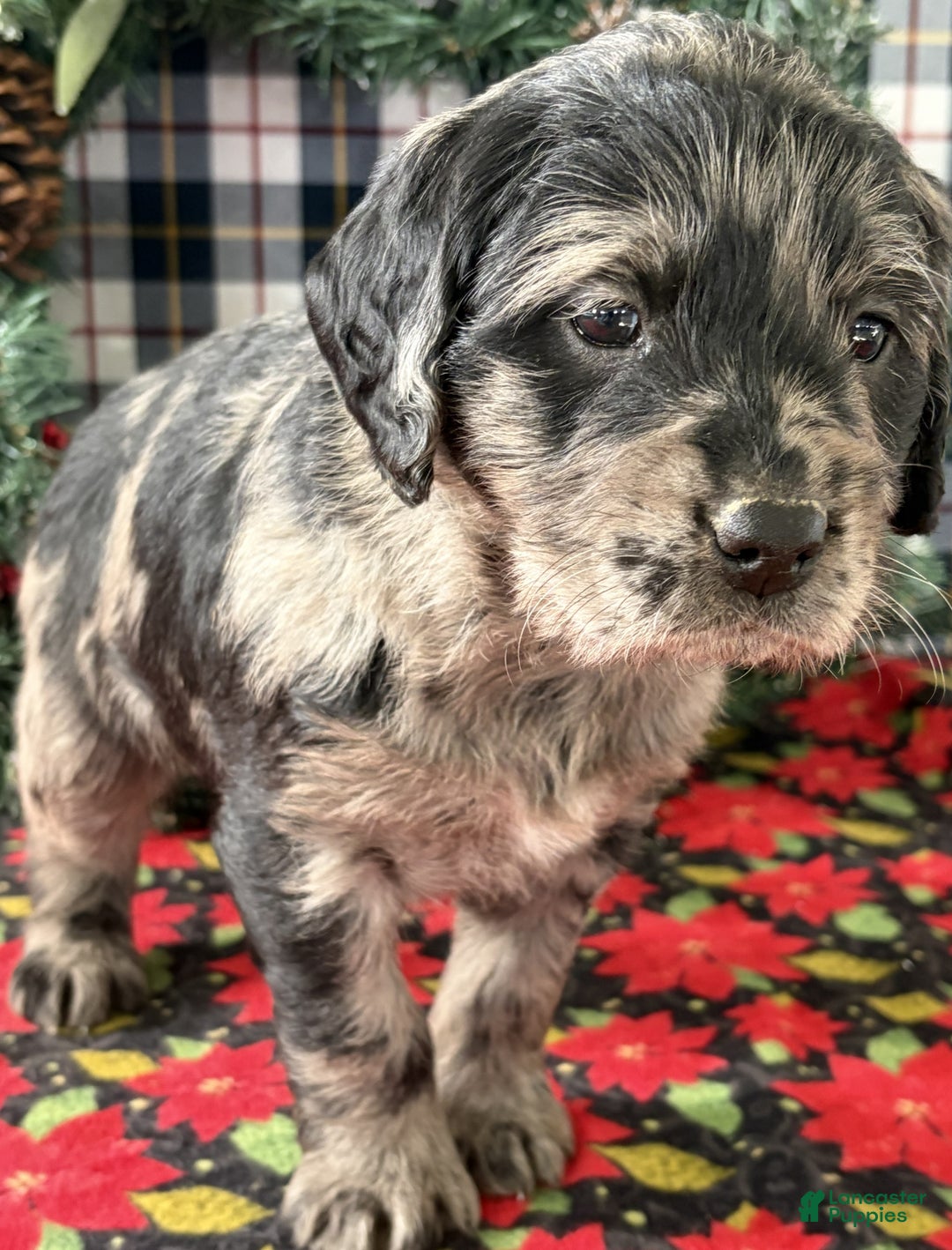 Labradoodle dogs for sale: Coco - Ad 2