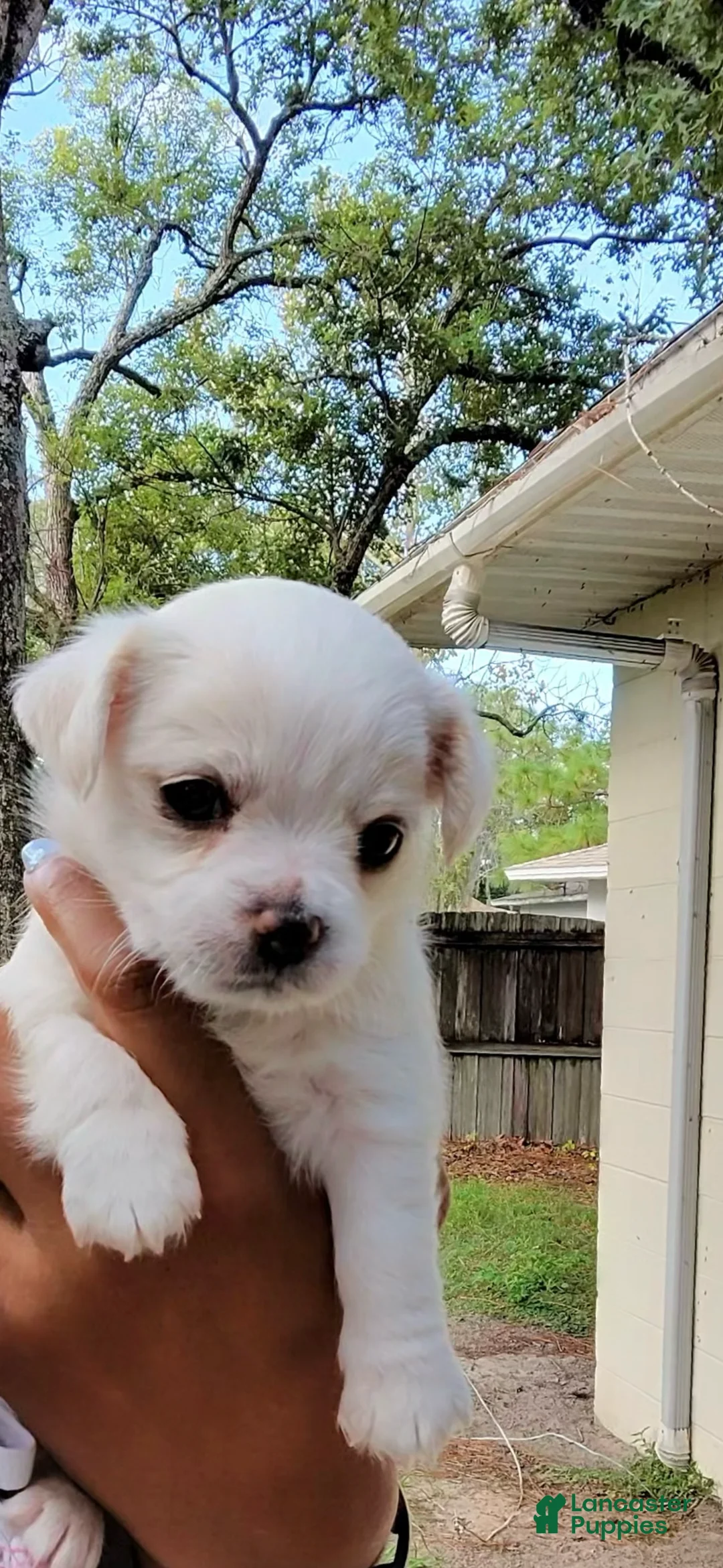 Chihuahua dogs for sale: Female White Chihuahua 1 - Ad 2