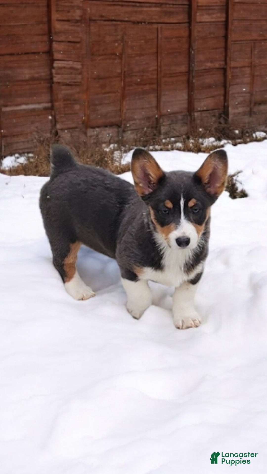 Welsh Corgi Pembroke dogs for sale: Apple Bluie - Ad 3
