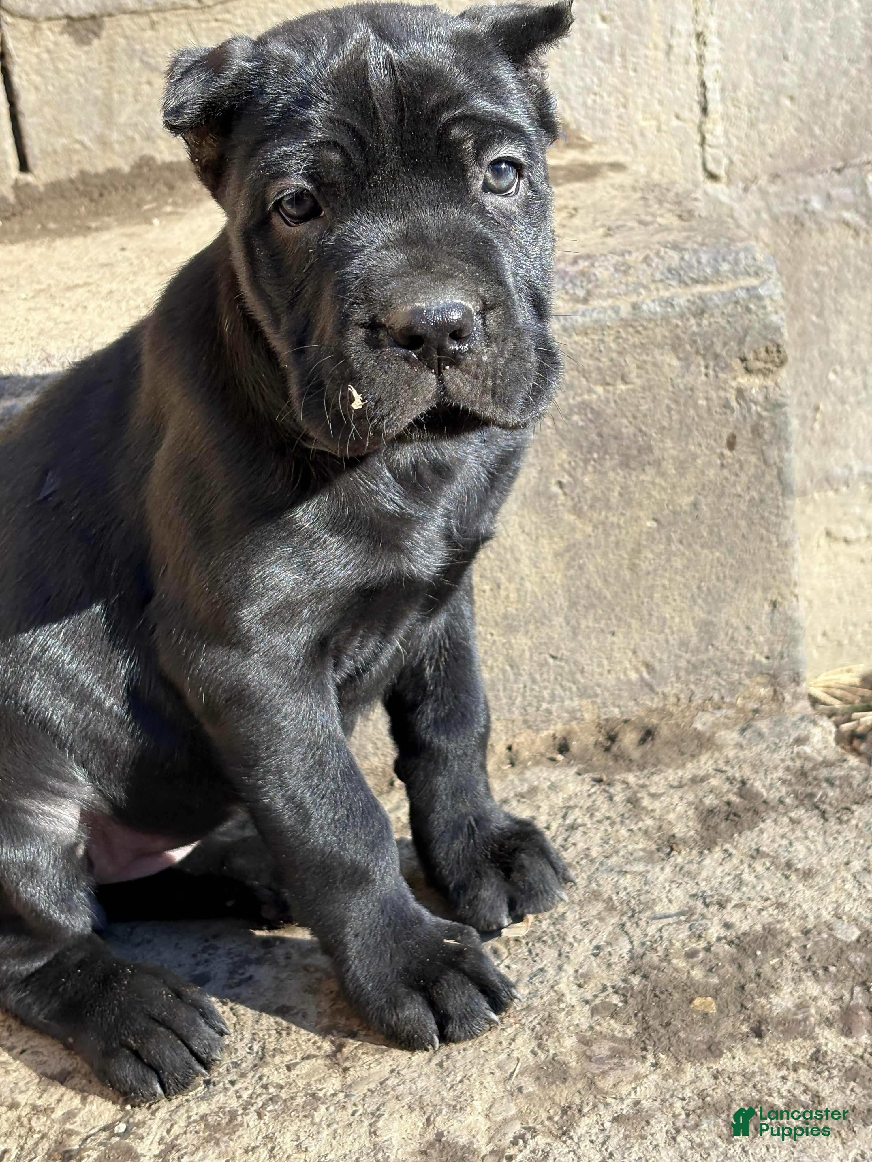 Cane Corso dogs DaVina - Ad 5