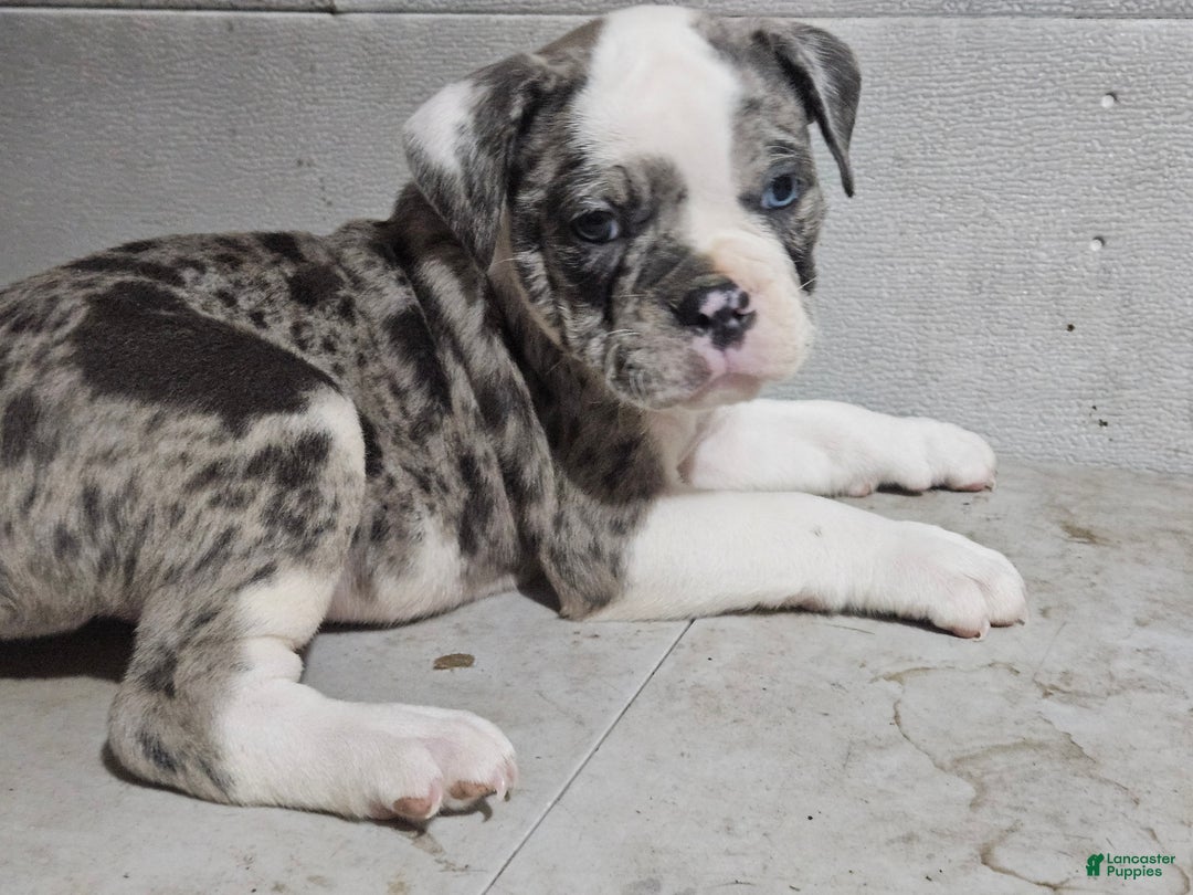 Olde English Bulldog Blue Merle American Bulldog Olde English