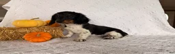 Miniature Dachshund dogs for sale: Texan  - Ad 4