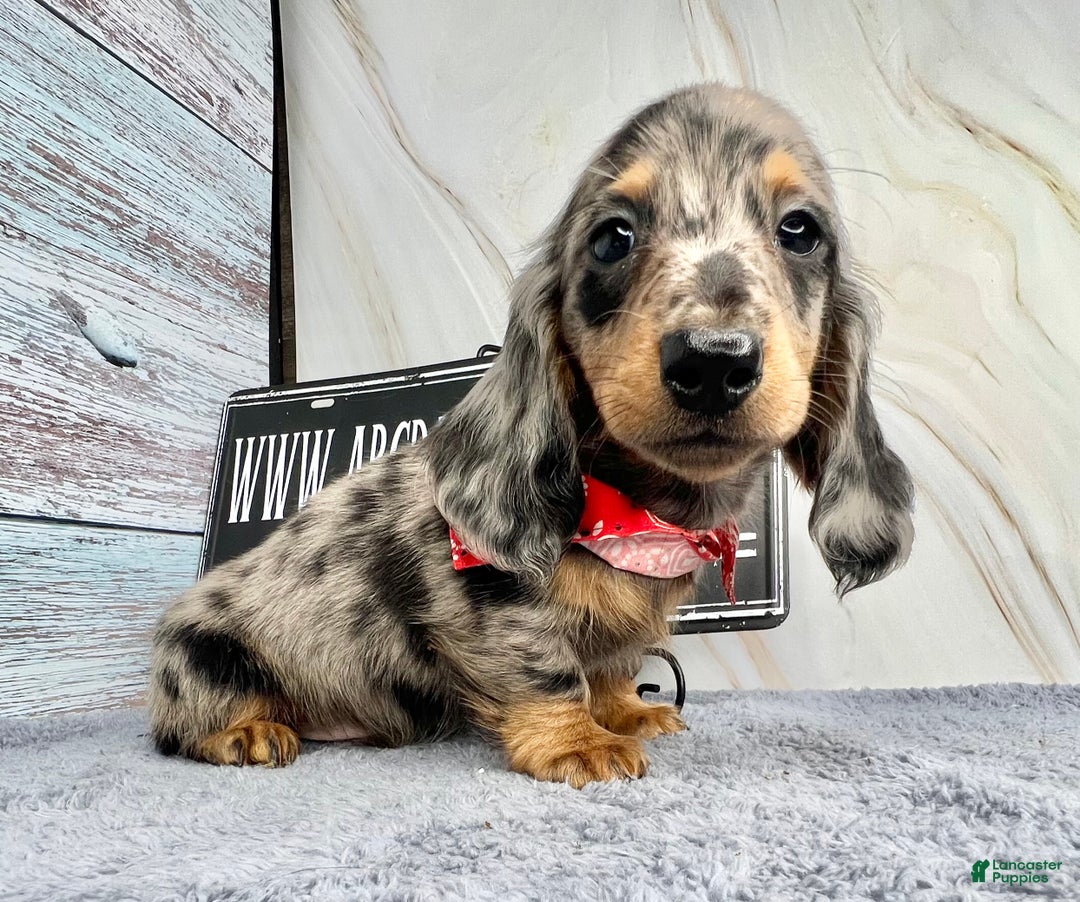 Dachshund dogs for sale: Ch Harriet LH dappleAkc - Ad 8