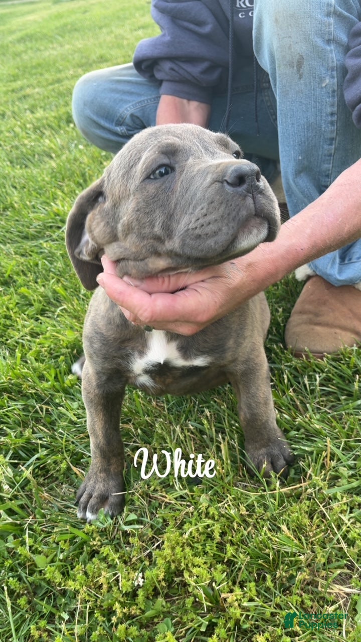 Cane Corso dogs Cane Corso Puppy 7 - White Girl - Ad 2
