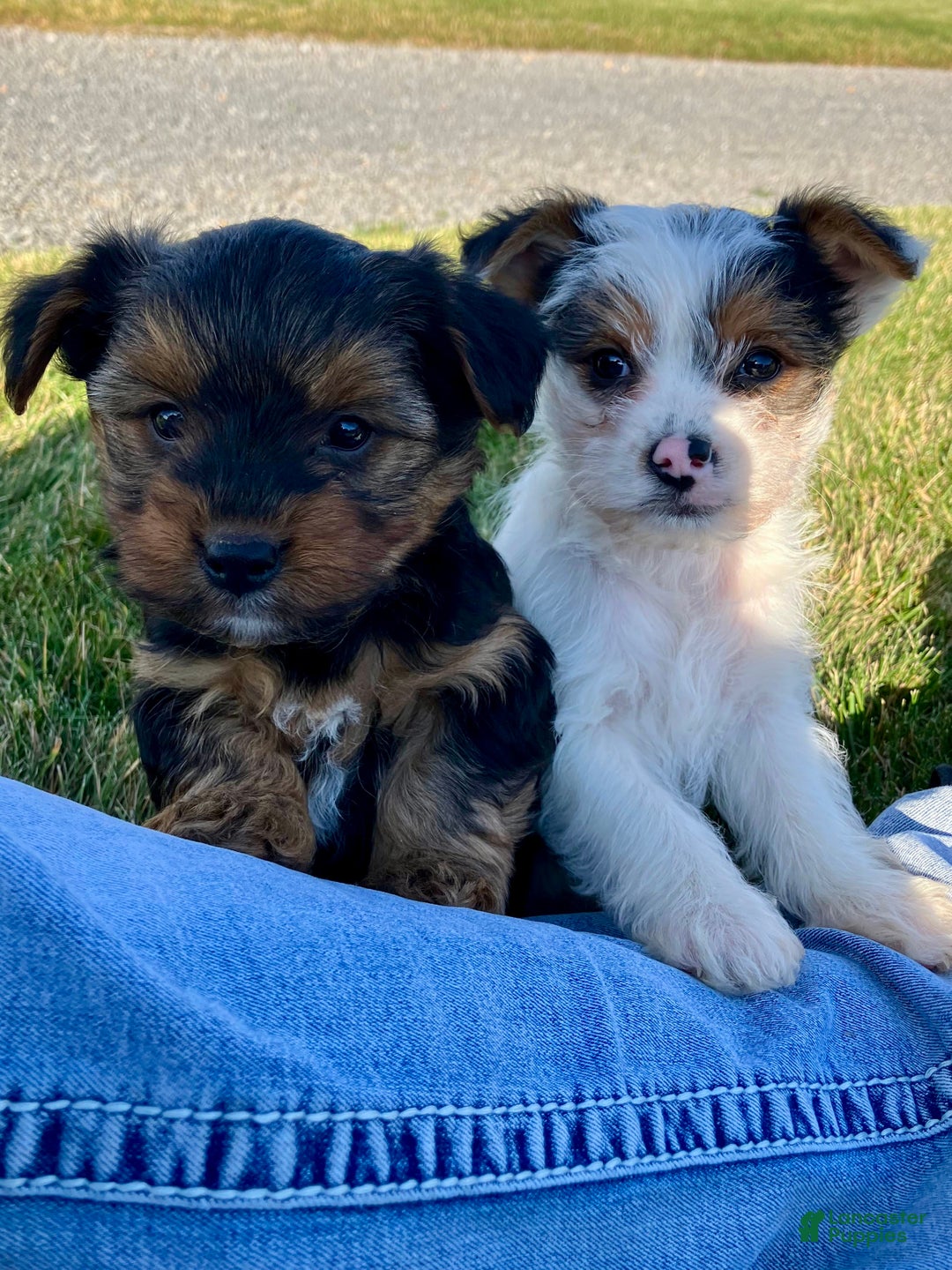 Yorkshire Terrier dogs for sale: Ava - Ad 10