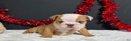 English Bulldog dogs for sale: Violet - Ad 3