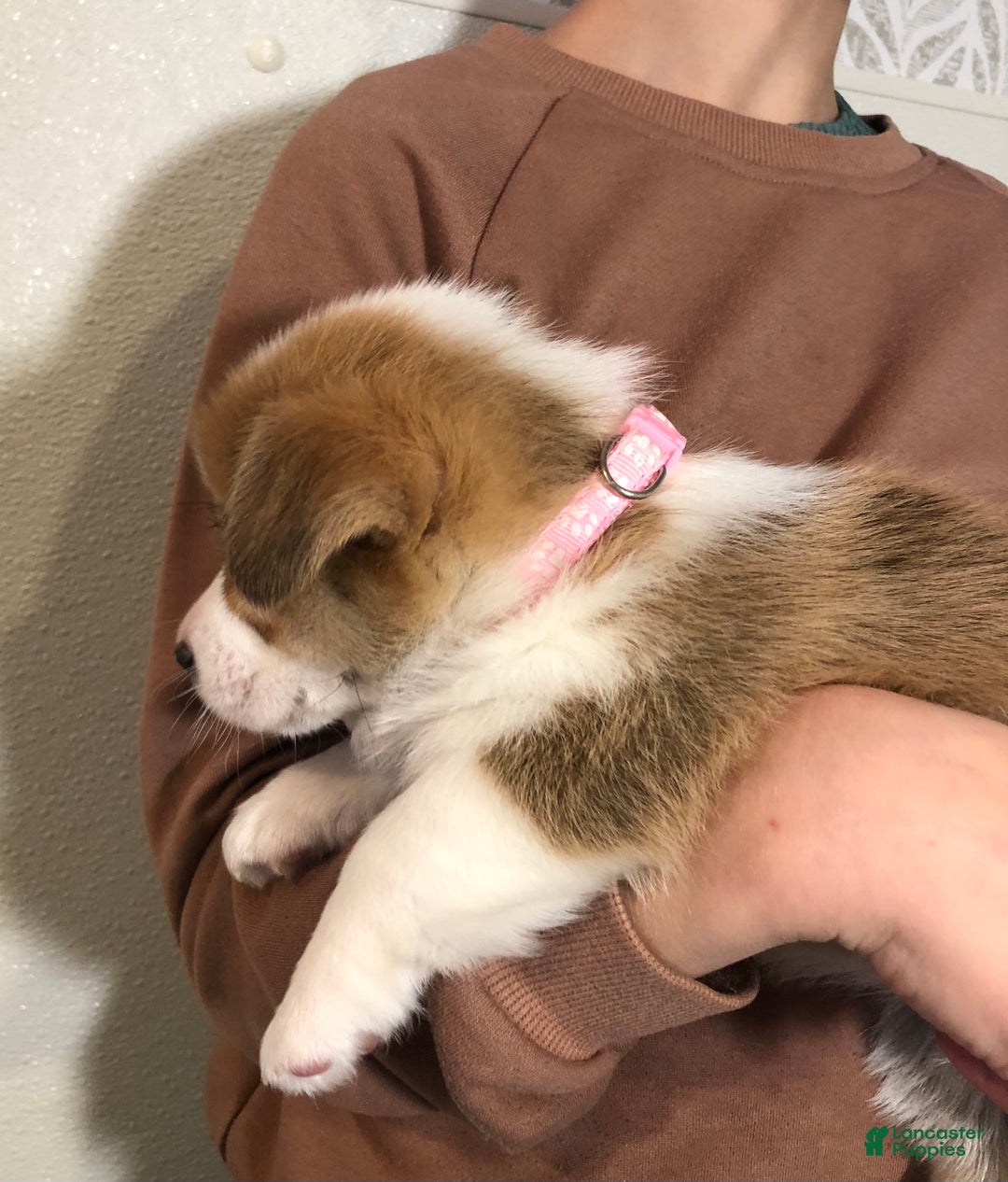 Welsh Corgi Pembroke dogs for sale: Star - Ad 9