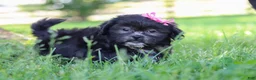 Shih Tzu dogs for sale: Brie - Ad 1