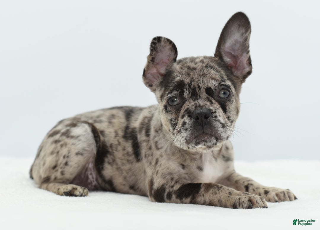 Mixed Breed dogs for sale: Zuki hybrid puppy  - Ad 9