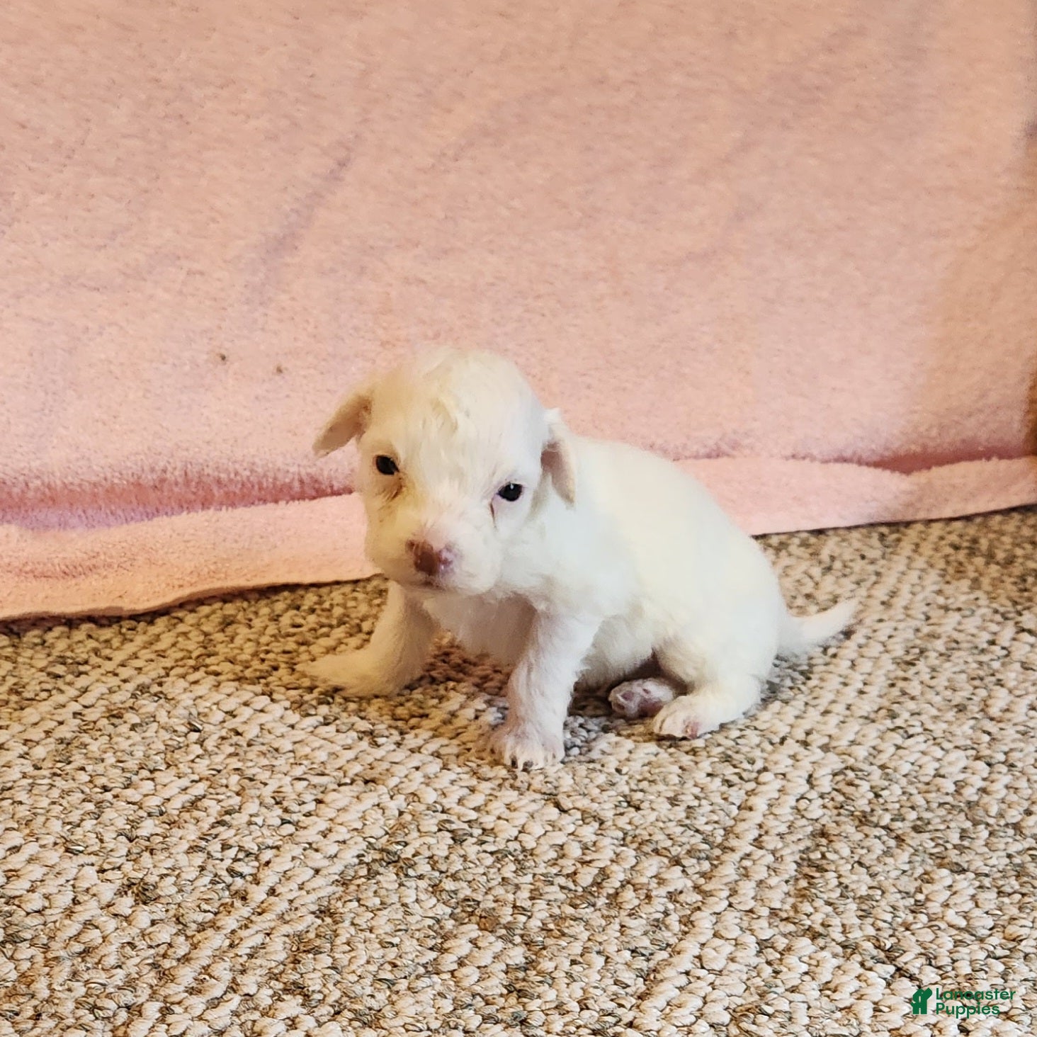 Portuguese Water Dog dogs Lil Snowball - Ad 2