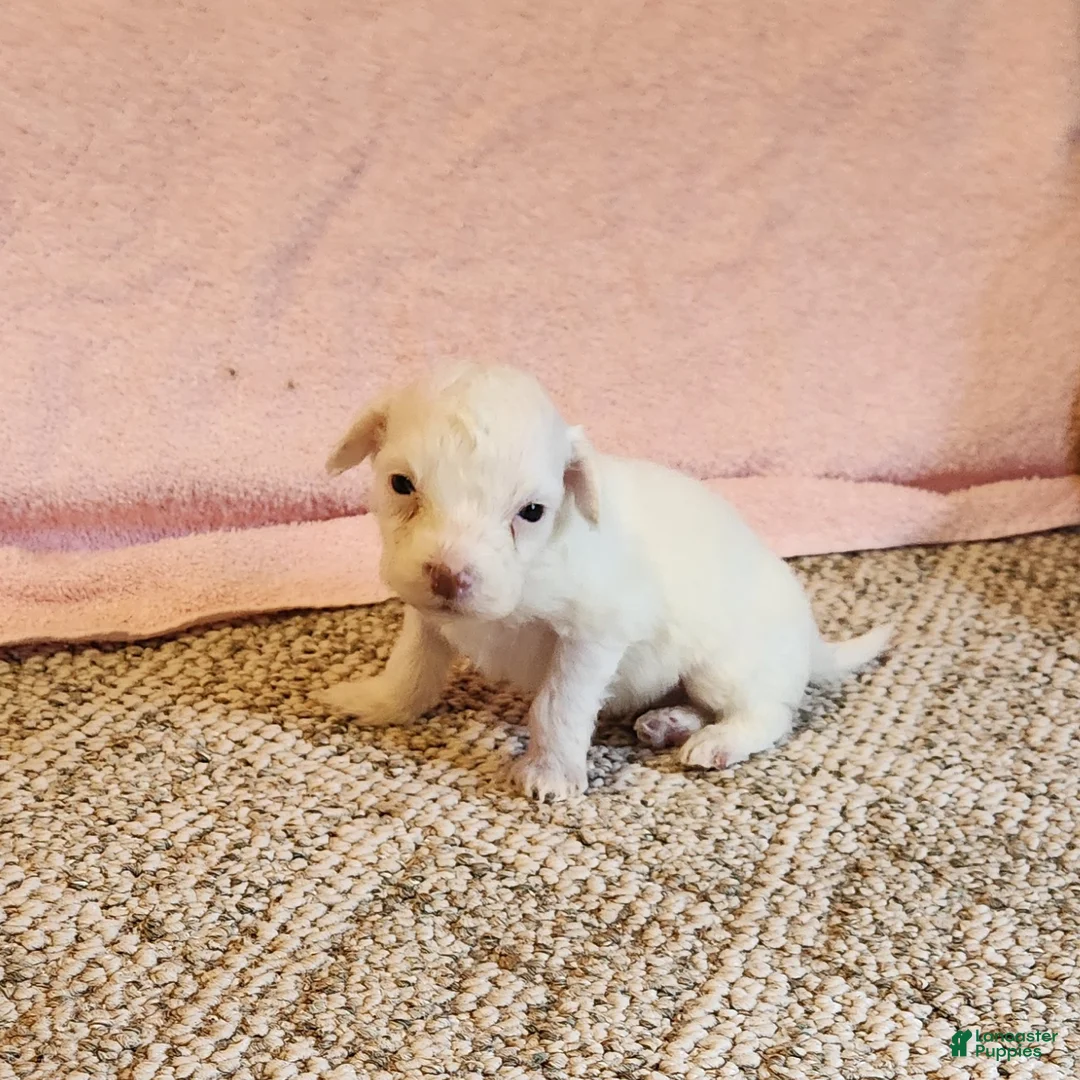 Portuguese Water Dog dogs for sale: Lil Snowball - Ad 2