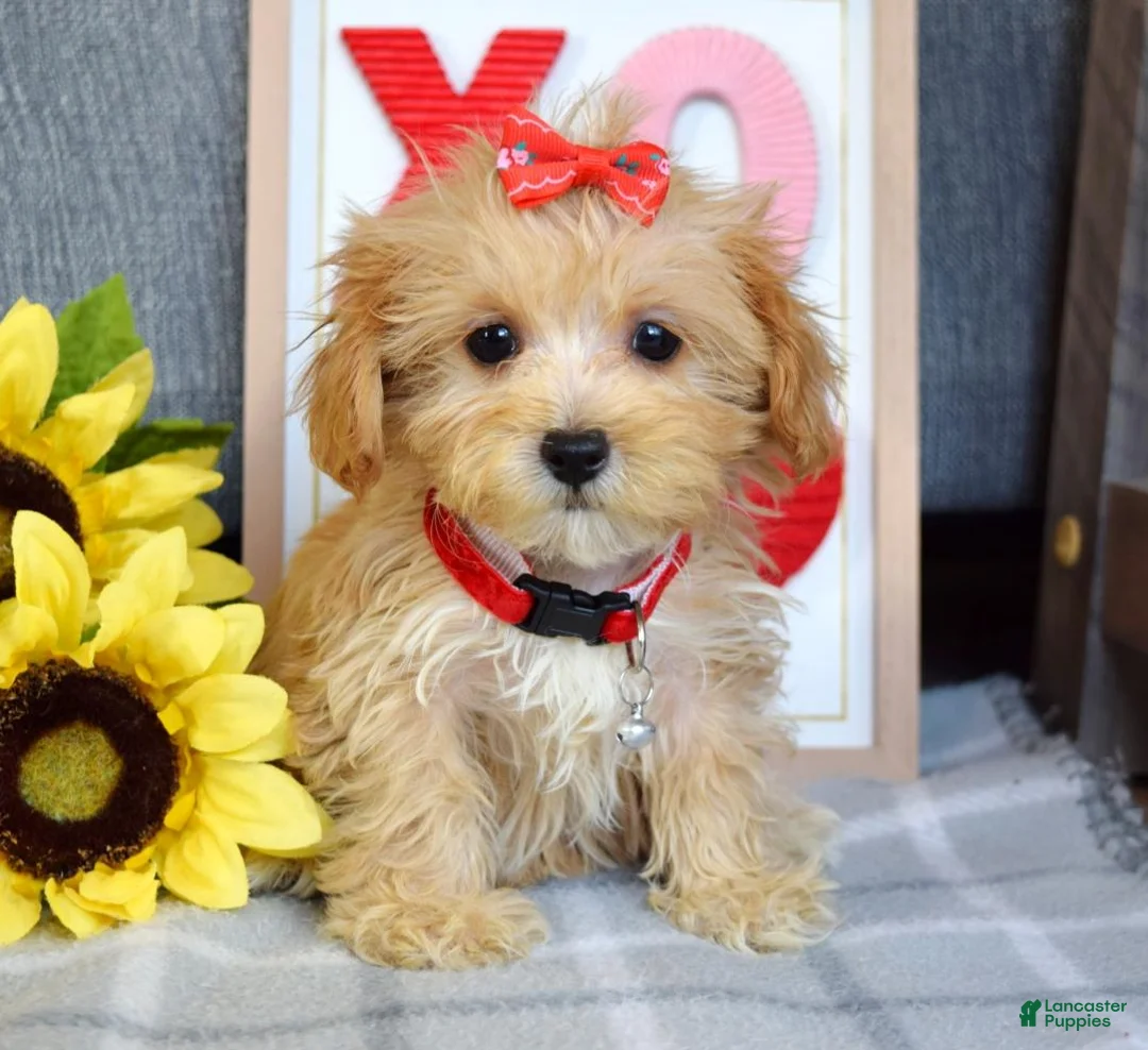 Maltipoo dogs for sale: Frankie  - Ad 15