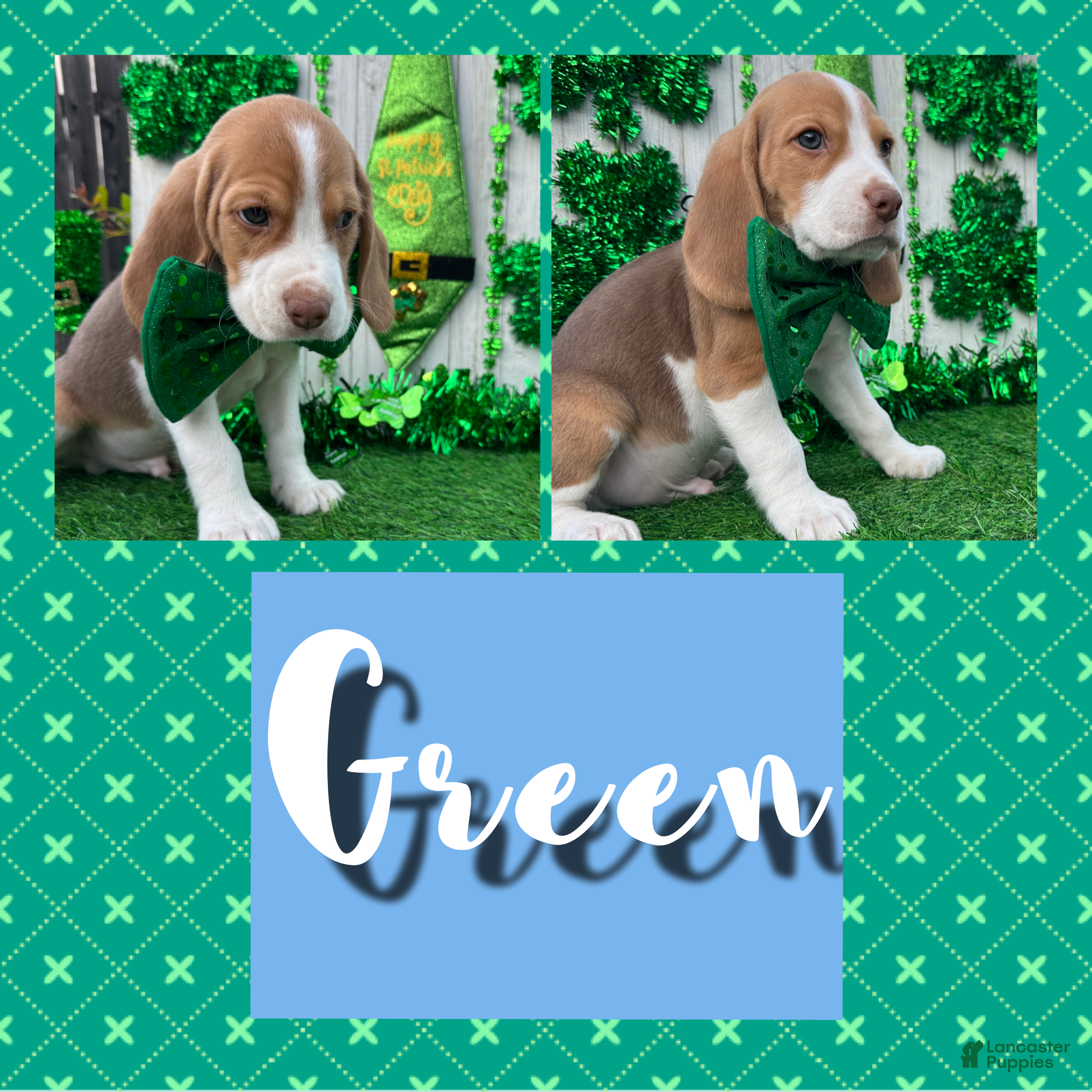 Beagle dogs Beagle Puppy 2 - Ad 1