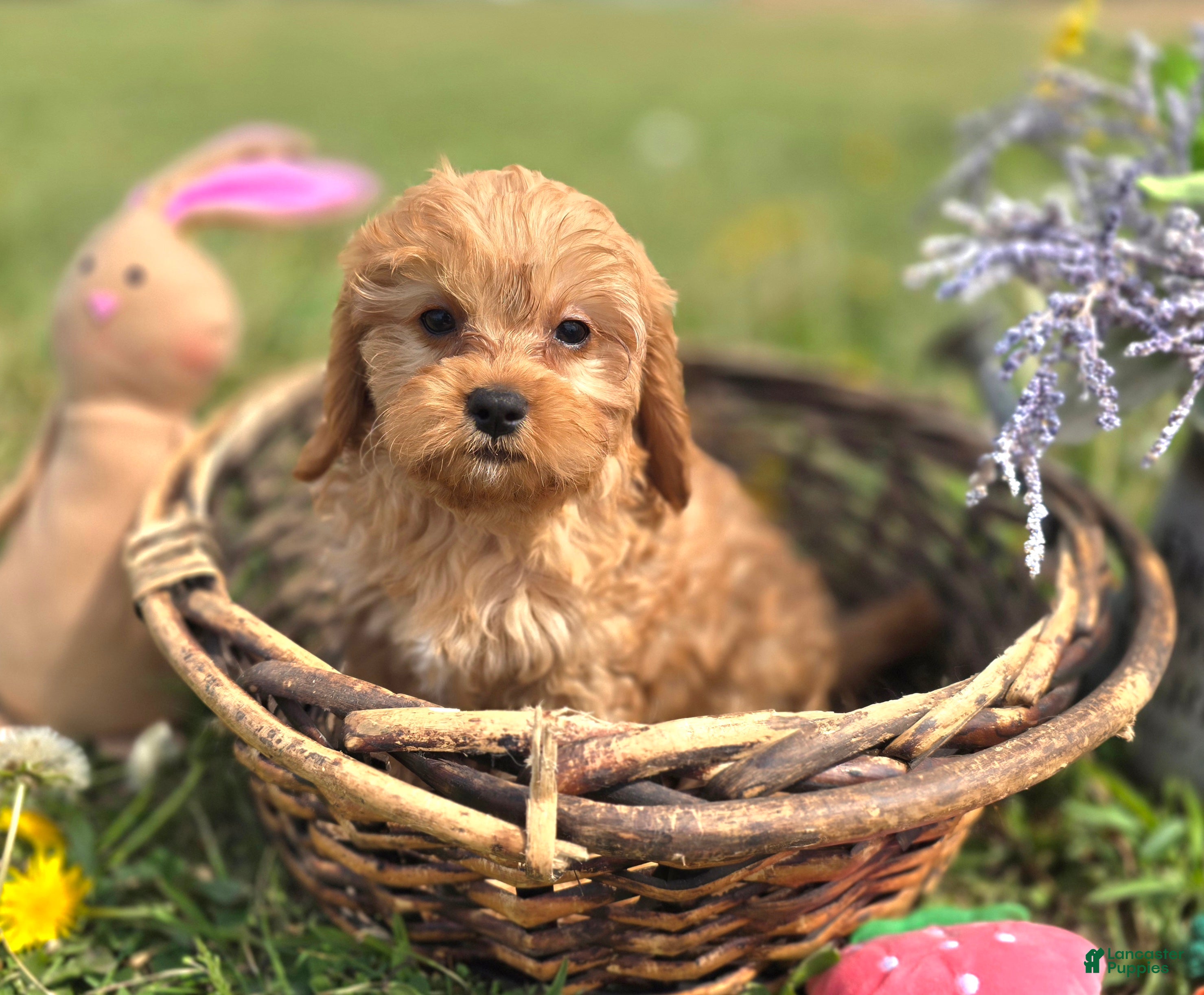 Cavapoo dogs Slate - Ad 29